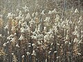 Solidago canadensis (Kanadische Goldrute)