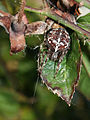 Araneus diadematus