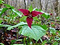 Red Trillium