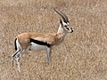 Männliche Thomson-Gazelle