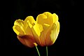 Tulipe jaune