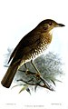 Turdus bewsheri (cat.)