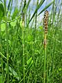 Acker-Schachtelhalm (Equisetum arvense)