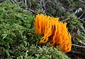 Calocera viscosa