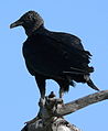 American Black Vulture