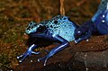 Dendrobates tinctorius (azureus)