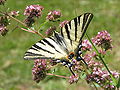 Un Flambé (Iphiclides podalirius)