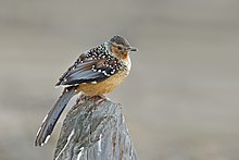 Giantlaughingthrush.jpg