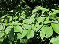 Carpinus betulus (Hainbuche)