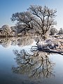 43 Winter-Regnitz-Baum-PC310023-PSD uploaded by Ermell, nominated by Christian Ferrer