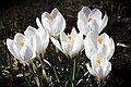 Crocus blanc