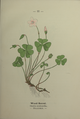 Oxalis acetosella plate 11 in: Wayside and woodland blossoms, 1895