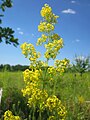 Galium verum (Echtes Labkraut)