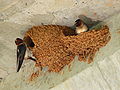 Cliff Swallows