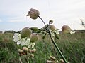 Silene vulgaris (Taubenkropf-Leimkraut)