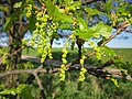 Quercus robur (Stieleiche)