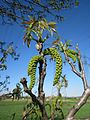 Populus alba (Silber-Pappel)