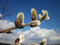 Salix caprea (Sal-Weide)