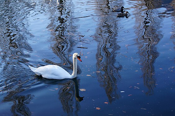 Reflection Refracted by Water