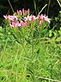 Centaurium erythraea (Echtes Tausendgüldenkraut)