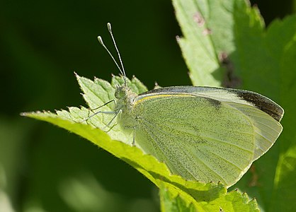 Large white - Pieris brassicae.