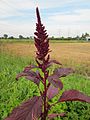 Amaranthus cruentus (Rispen-Fuchsschwanz)