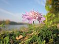 Scabiosa columbaria (Tauben-Skabiose)