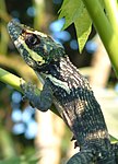 Anolis equestris