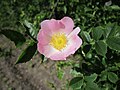 Hunds-Rose (Rosa canina)