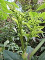 Angelica sylvestris (Wald-Engelwurz)