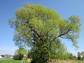 Salix alba (Silber-Weide)