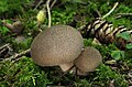 Lycoperdon umbrinum