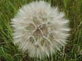 Wiesen-Bocksbart (Tragopogon pratensis)