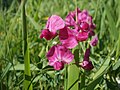 Lathyrus tuberosus (Knollen-Platterbse)