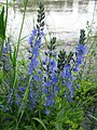 Großer Ehrenpreis (Veronica teucrium)