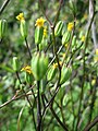 Lapsana communis (Gemeiner Rainkohl)