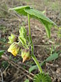 flower buds