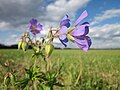 Wiesen-Storchschnabel (Geranium pratense)