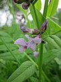 Vicia sepium (Zaun-Wicke)