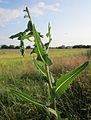 Lactuca serriola (Stachel-Lattich)