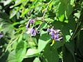 Solanum dulcamara (Bittersüßer Nachtschatten)