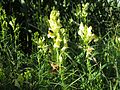 Echtes Leinkraut (Linaria vulgaris)