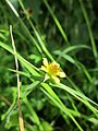 Geum urbanum (Echte Nelkenwurz)