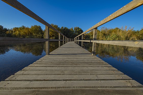 Azraq Wetland Reserve. Photograph: Ahmad Badwan