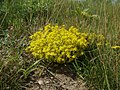 Scharfer Mauerpfeffer (Sedum acre)