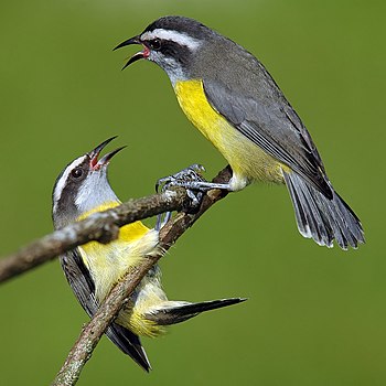 Coereba flaveola (cat.) Featured Pictures of Passeriformes