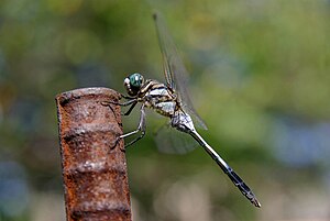 Common skimmer