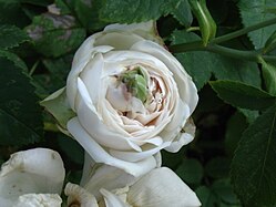 'Madame Plantier' Plantier 1835, R. damascena × R moschata' (uncertain)