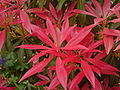 ]] (P. japonica or P. formosa - probably a cultivar such as 'Mountain Fire' or 'Flame of the Forest'. This picture is taken at w:Truro, w:Cornwall. This picture is taken in macro mode. The location is Truro, Cornwall. --Tyw7 20:09, 2 May 2010 (UTC) * Decline  Comment You took the pictures with 1/500 sek and f 2.8, so the DOF is to short and the picture are not sharp. A smaller opening would help. --Mbdortmund 22:28, 2 May 2010 (UTC) Comment So what are you suggesting, touching it up with an image editor? --Tyw7 23:10, 2 May 2010 (UTC) See your discussion page --Letartean 19:47, 3 May 2010 (UTC)