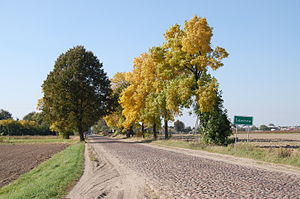 Minor road leading to Żelechów, Poland.